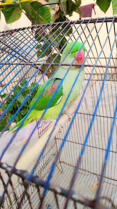 Raw ha or bohat achi ha