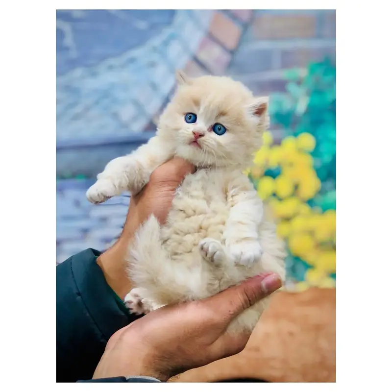cash on delivery available Persian Punch face triple coat cat Kitten — photo 7