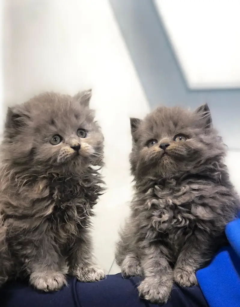cash on delivery available Persian Punch face triple coat cat Kitten — photo 8