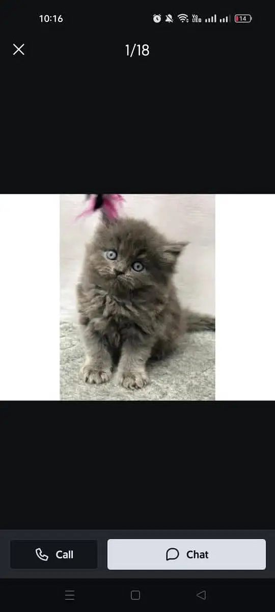 Cash on delivery available Persian Punch face triple coat cat Kitten
