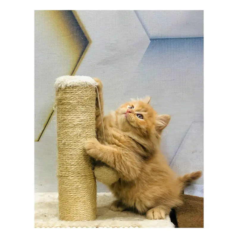 Cash on delivery available Persian Punch face triple coat cat Kitten — photo 10