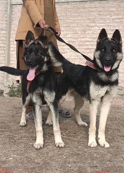Siberian Husky |  huski female  | top quality wolly caot pair