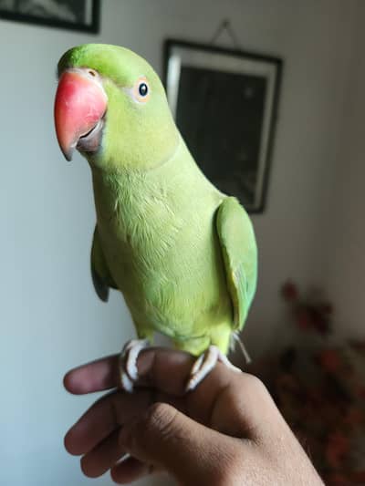 hand tame parrot