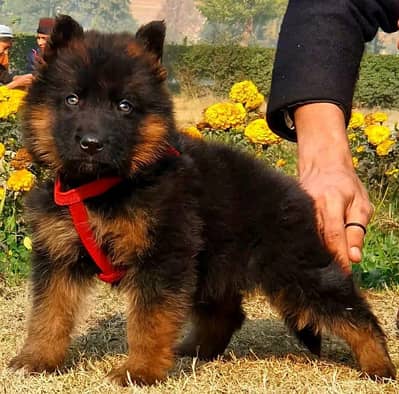 German shepherd puppies for sale healthy 0313=4934962