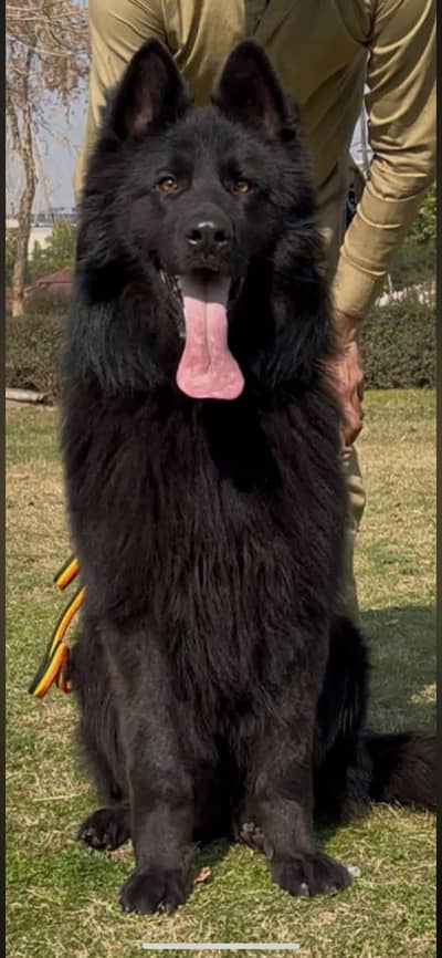Black German Shepherd long coat