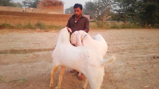 Qurbani lagne wale 2 Bakre for sale. 03134947622
