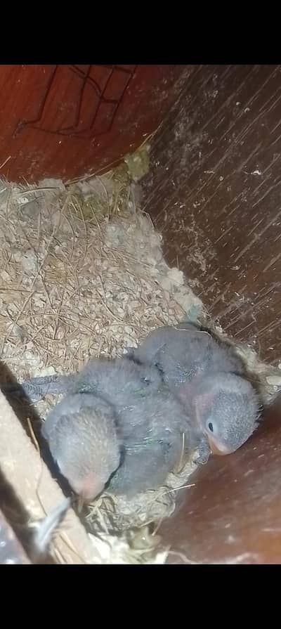love bird with chicks