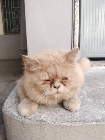 Persian cat  creamy colour