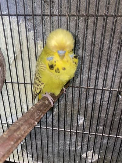 Black face budgie + exbition + chicks