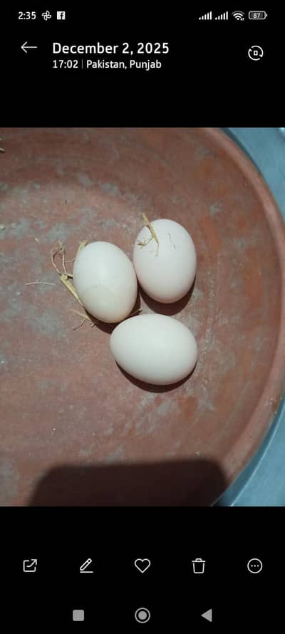 eggs laying starter murgian for sale
