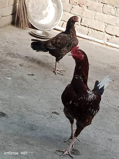 دو اصیل مرغے ایک مرغی برائے فروخت