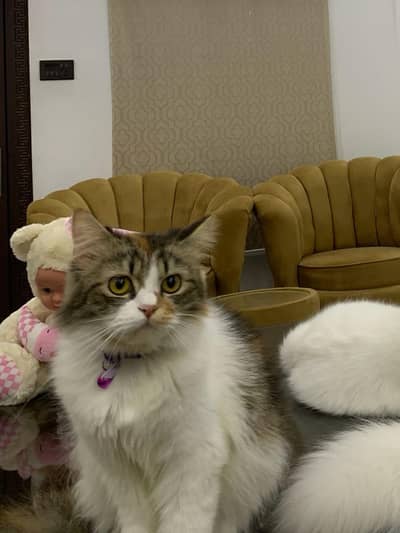 Pure Persian Kittens for Sale – Healthy & Fluffy – Ready to Go