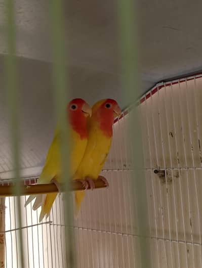 Lutino Lovebirds Ready to Breed | Par Blue Pair | Rosicollis | cages