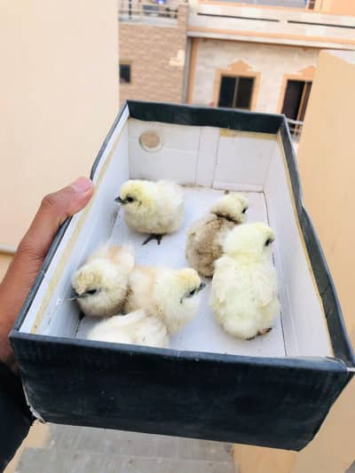 Silkie White Chicks