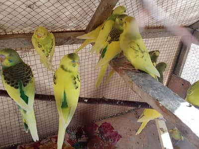 15 Green Budgies (Pathay) - 4 Months Old - Self Feed