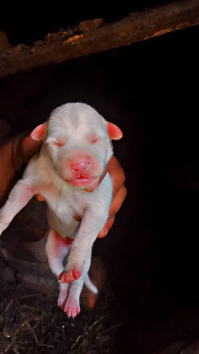 breed bull terrier is white in color Parents