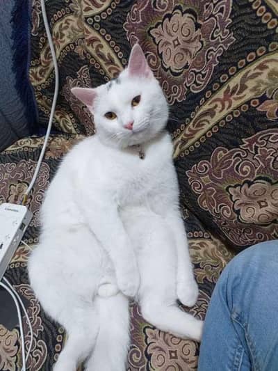 Adorable male cat  available