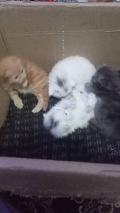 Persian Kittens double cout