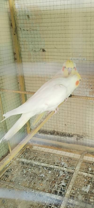 common white red eyes breeder pair