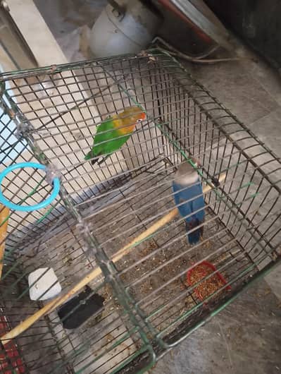 Cocktail and Love Bird Breeder Pair For sale