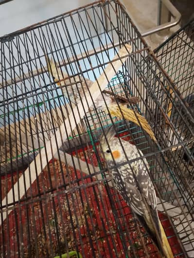 cocktail ail and Love Bird Breeder Pair For sale include Big Cages