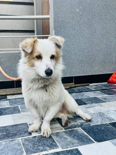 Russian Breed – Healthy & Active