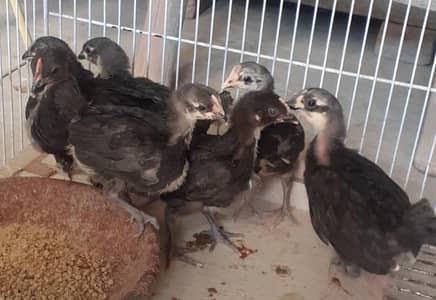 7 chicks for sale