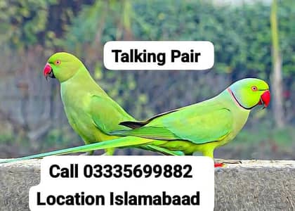 Talking Parrot's Green Ring Neck Breeder Pair Parrot's With Big Cage