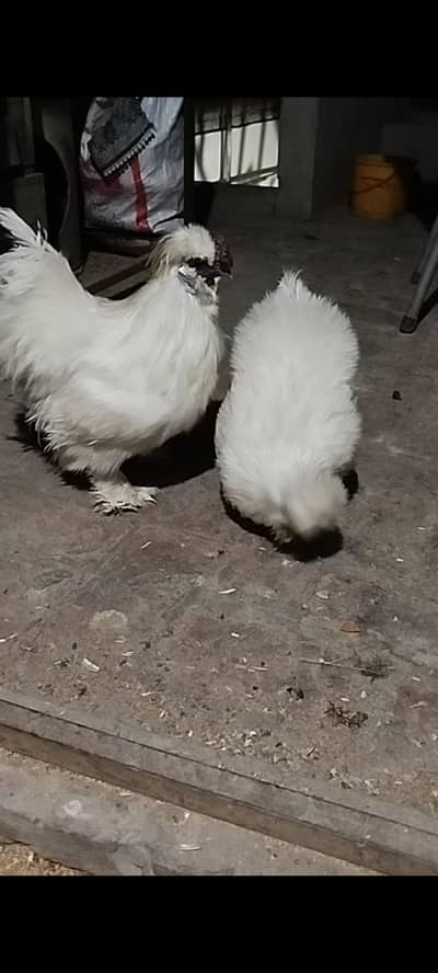 silkie male
