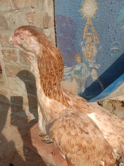 aseel long hight galwi breed 0314/3366/188