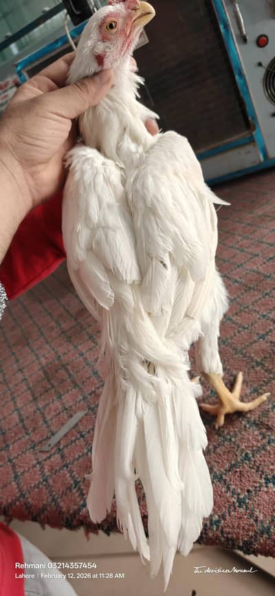 indian parrot bek long tail uchipo high quality bacha