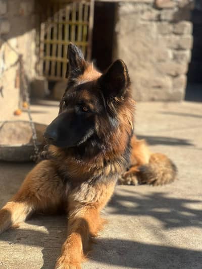 German shepherd for sale