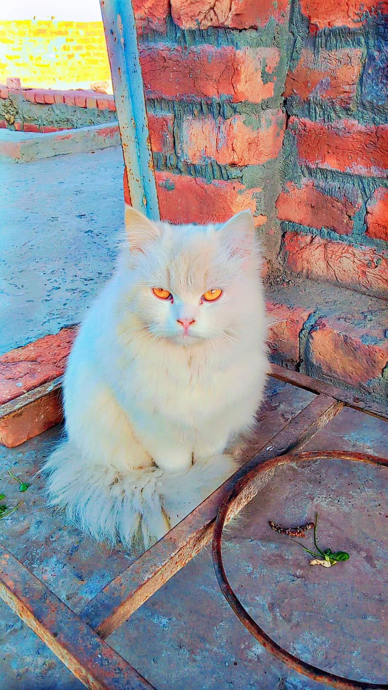 Persion white 1