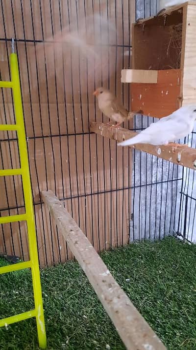 Snow white half orange pair Finches