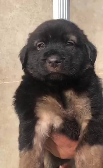 all ok with hight quality 03475981324