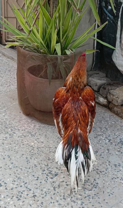 Aseel murgy || Miawali aseel murgy || Pela || Java || amroha || Lakha.