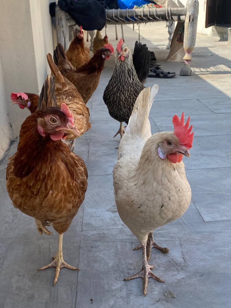 Egg Lying Hens 8