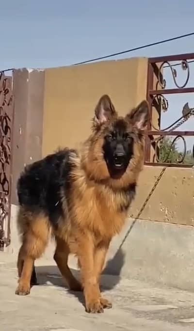 High Quality German Shepherd Male Puppy – 4 Months – Fully Vaccinated