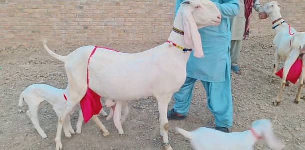 3 Bacchon Ka Sath Desi Bakri For Sale _ +03225280183