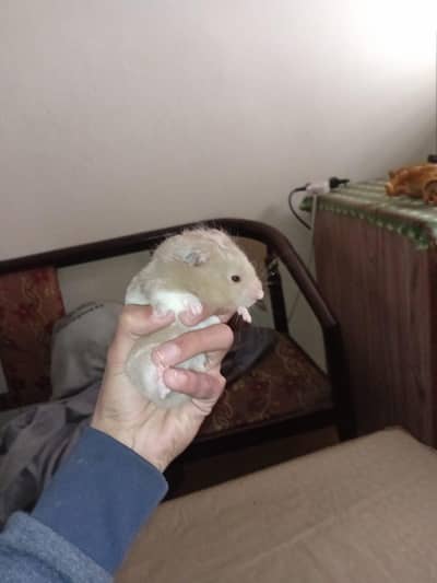 Syrian Hamster