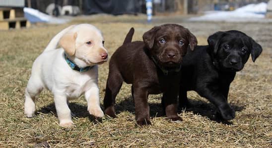 Labrador puppies
