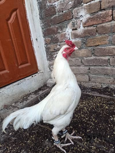 Aseel Lasani and mushka cross breed hi Quality