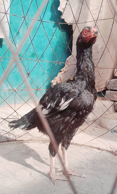 aseel pathi/hen/morgi