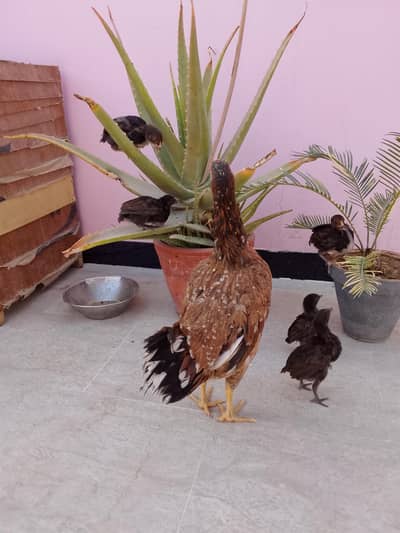 morgi aur panch bacche only 7500 and Heera aseel eggs available 450 pr