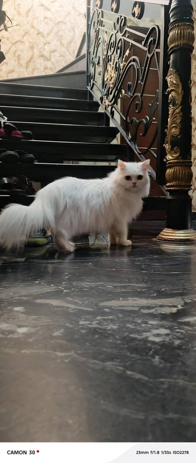 female Persian cat