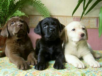 Labrador puppies