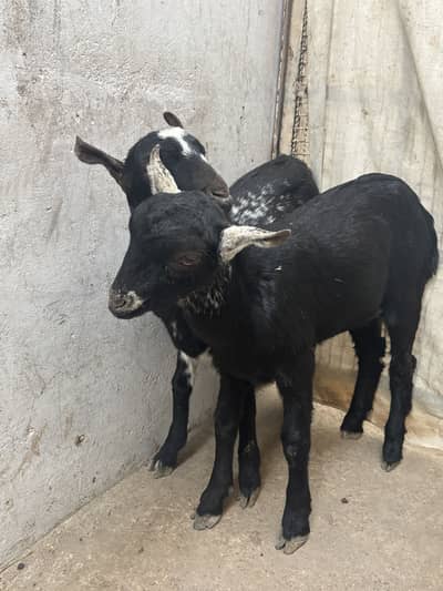 Teddy black jodi pointed top quality