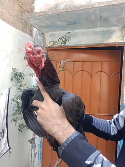 aseel Thai murga alla quality