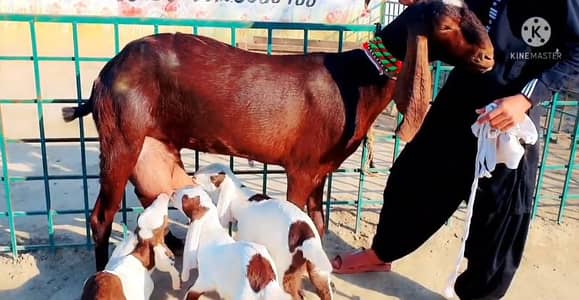 3 Bacchon Ka Sath Desi Bakri For Sale/ +03225280183