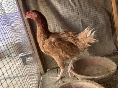 Dasi. Murga. And Golden Murgi